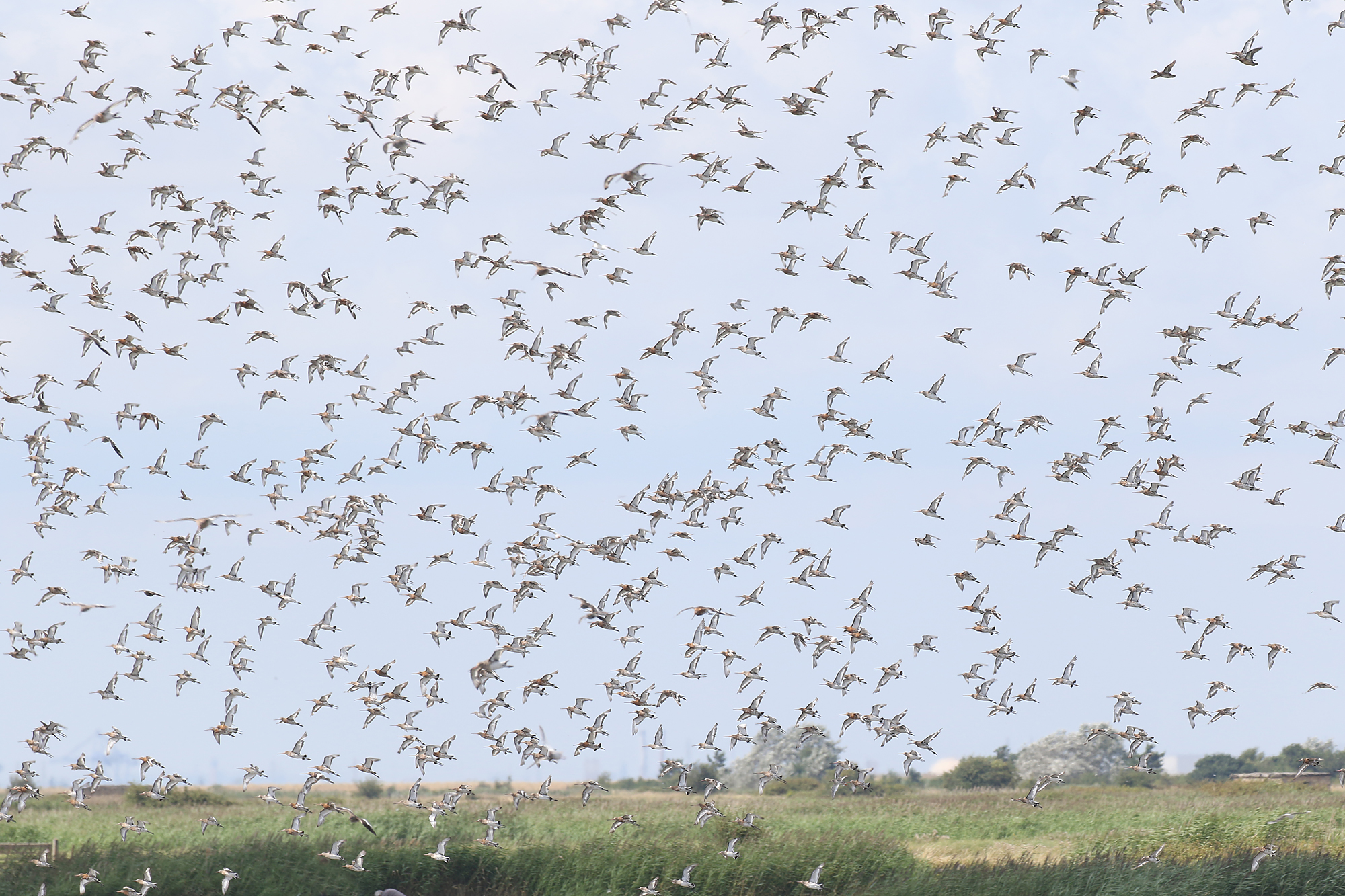 Black tailed Godwit 5630