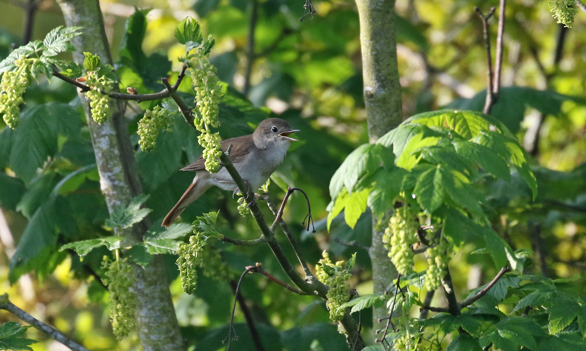Nightingale Old park Canterbury 7th May 20