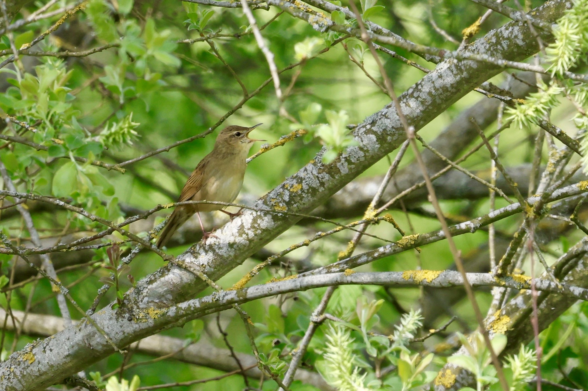 Grasshopper Warbler