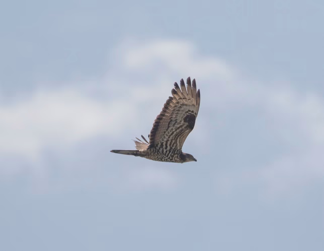 Honey Buzzard - Jamie Partridge