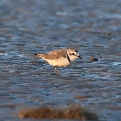 Kentish Plover - Ross Newham