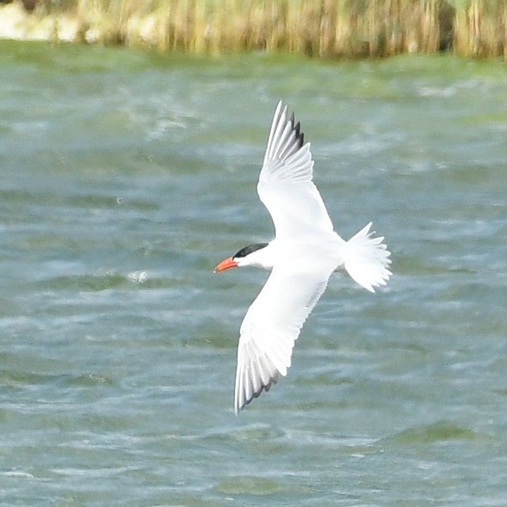 Caspian Tern - Ross Newham