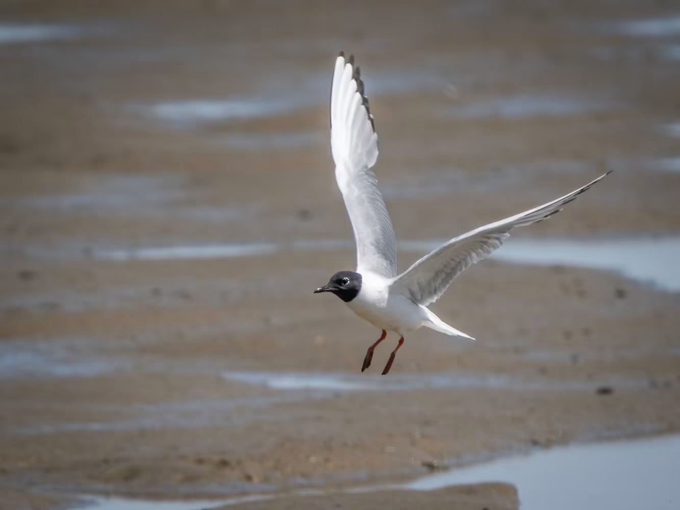 Bonaparte’s Gull - Terry Laws