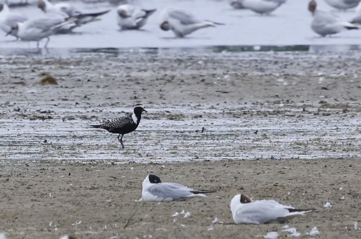 American Golden Plover with Bonapartes Gull Nigel Jarman