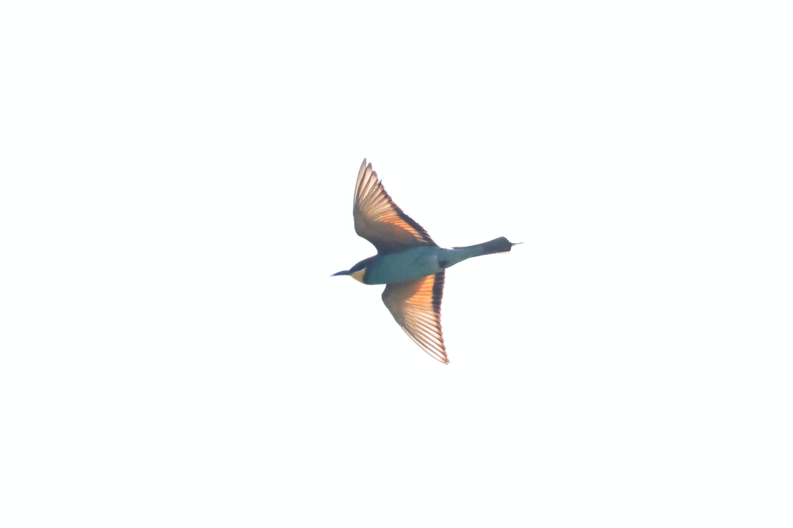 Bee eater Martin Casemore