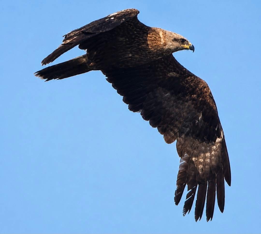 Black kite Shane Vale
