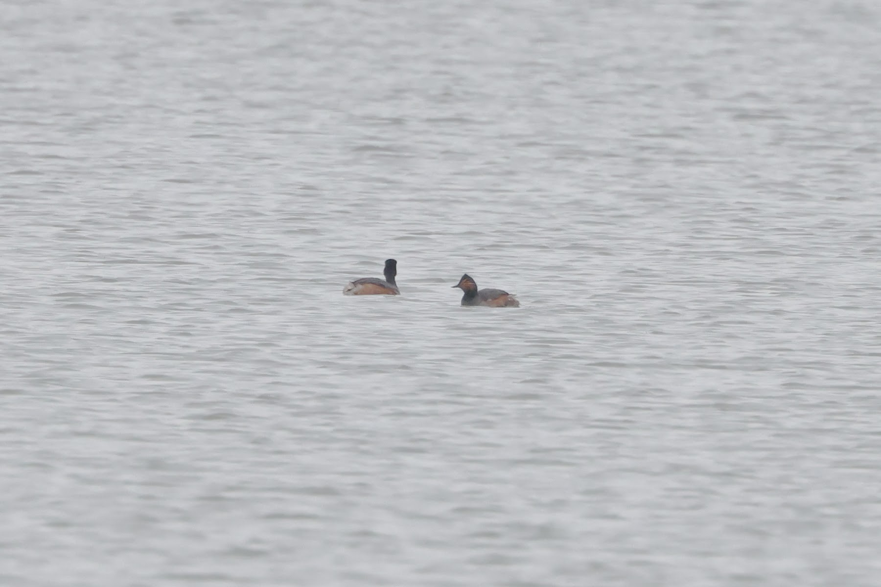 Black necked Grebe Martin Casemore