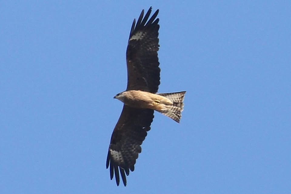 Black Kite Graham Parry