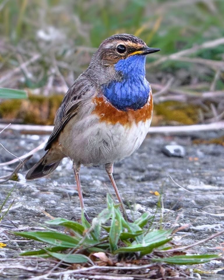 Bluethroat Josh Tompsett