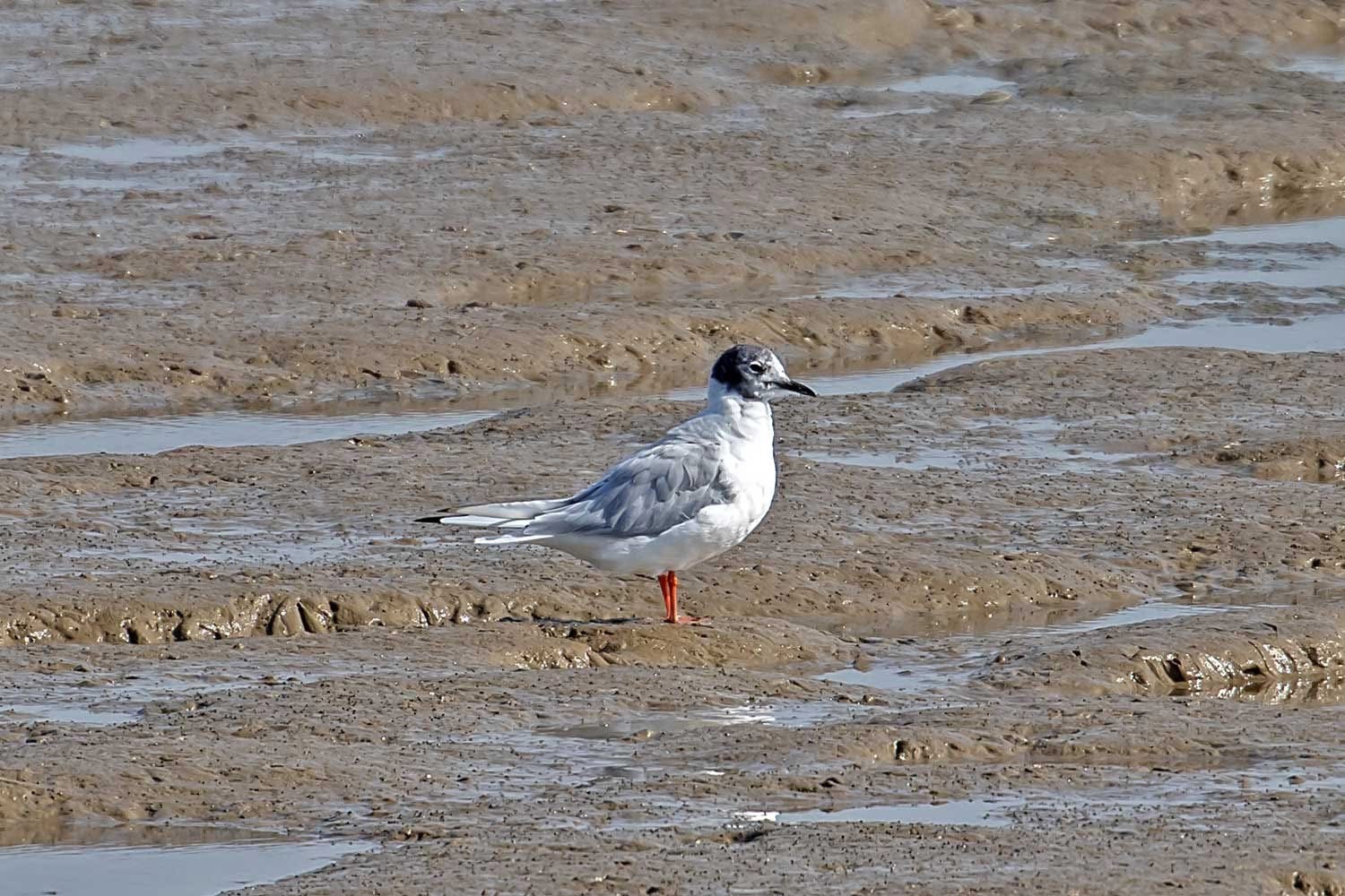 Bonapartes Gull Peter Maton
