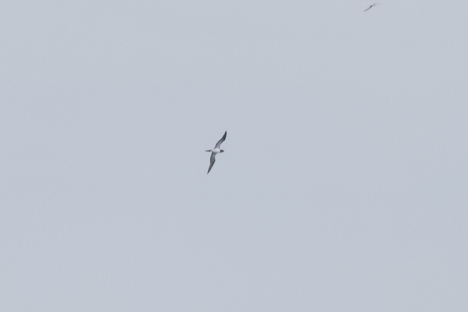 Brown Booby Martin Casemore 1