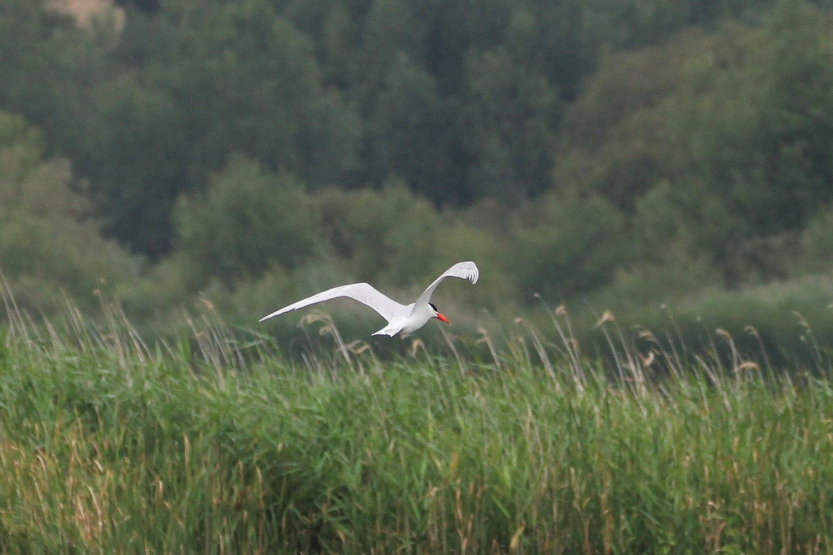 Caspian Tern Timothy Bagworth