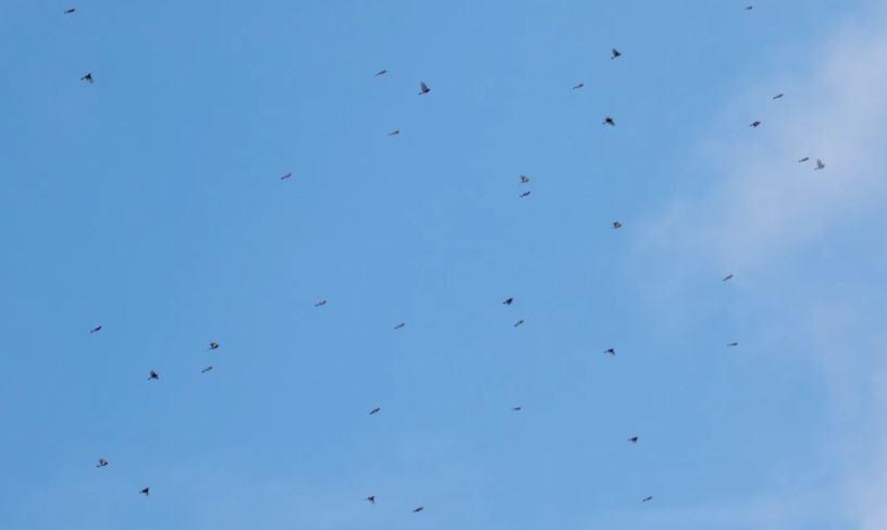 Chaffinches Jamie Partridge