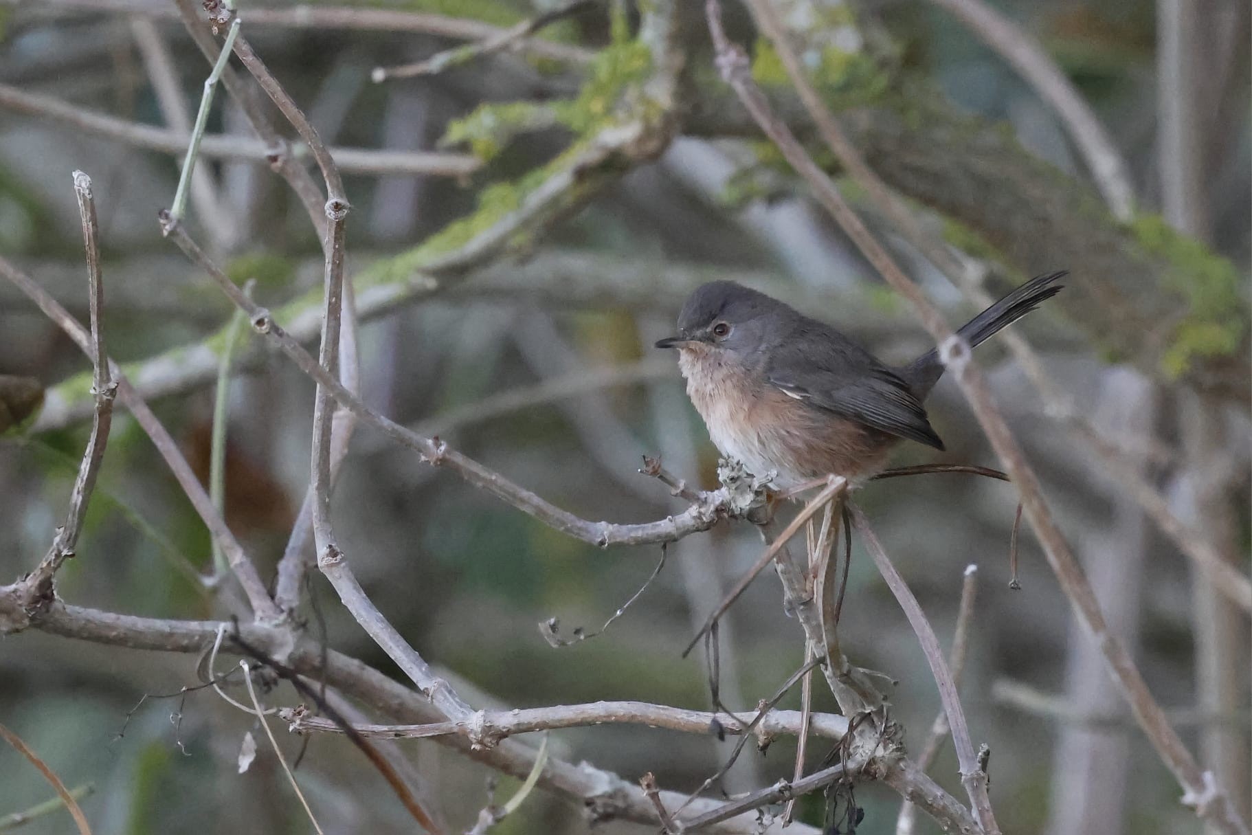 Dartford Warbler Nigel Jarman