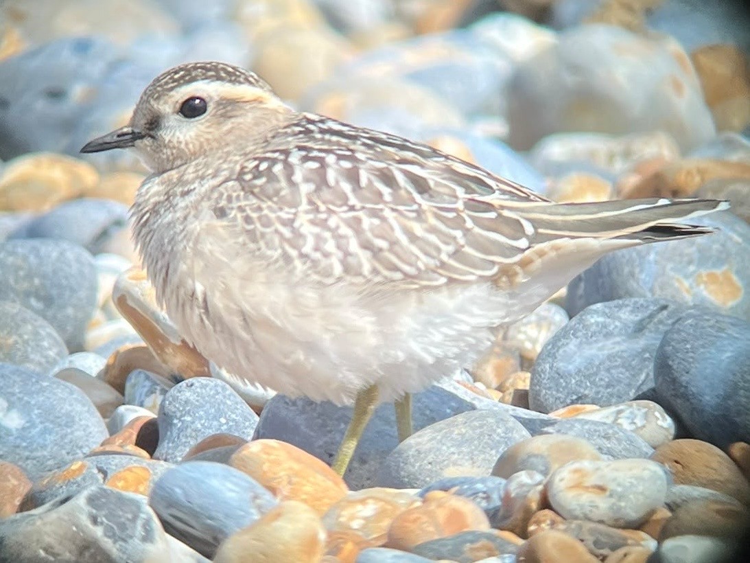 Dotterel Ian Searle