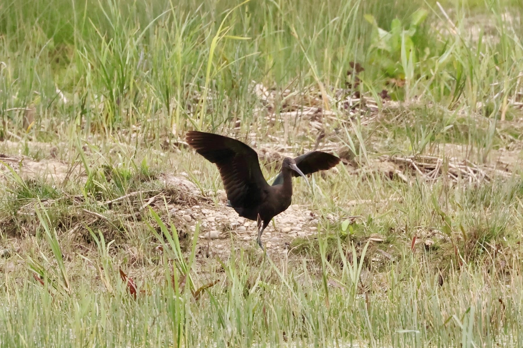 Glossy Ibis Martin Casemore