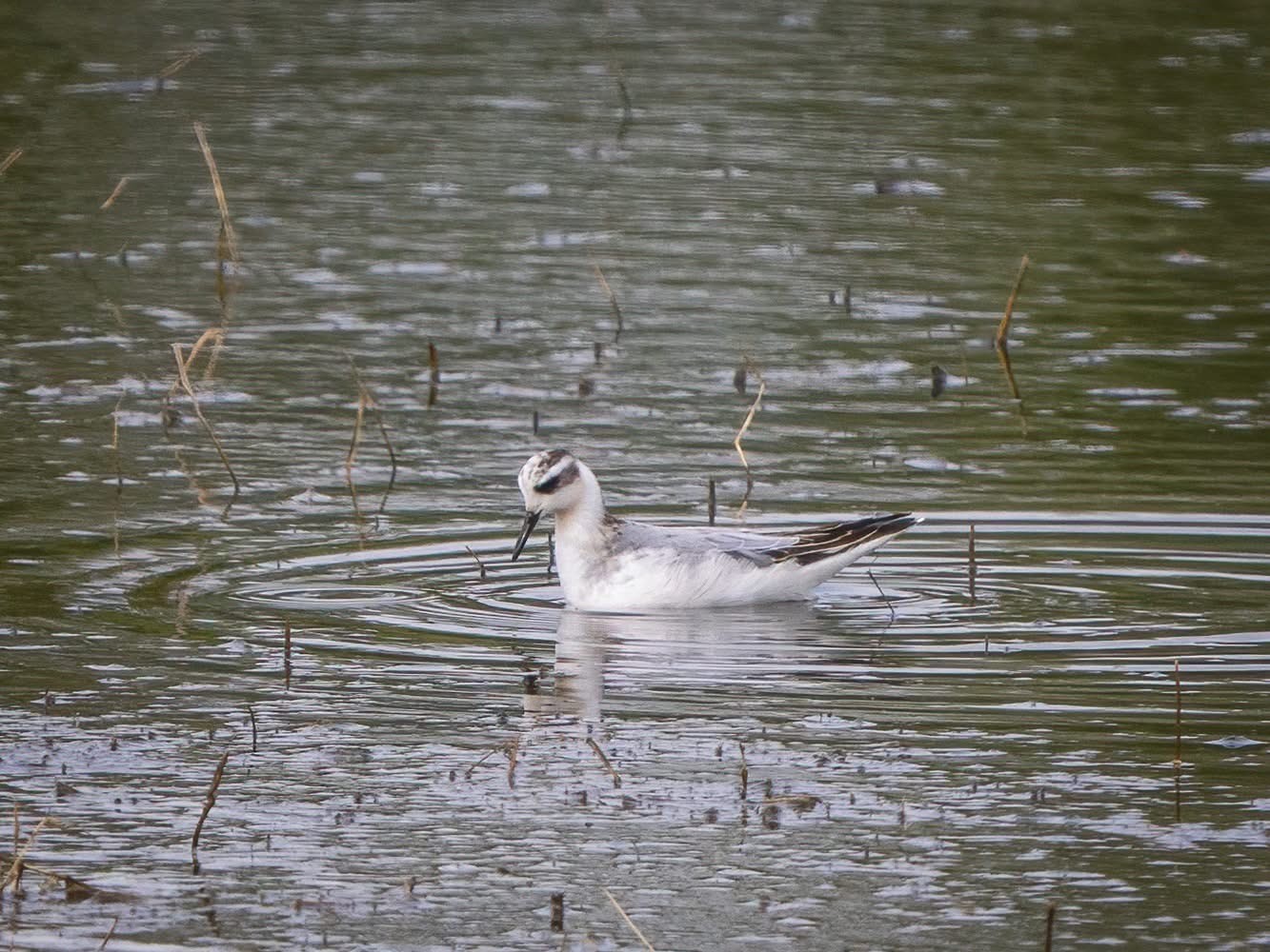 Grey Phalarope Terry Laws