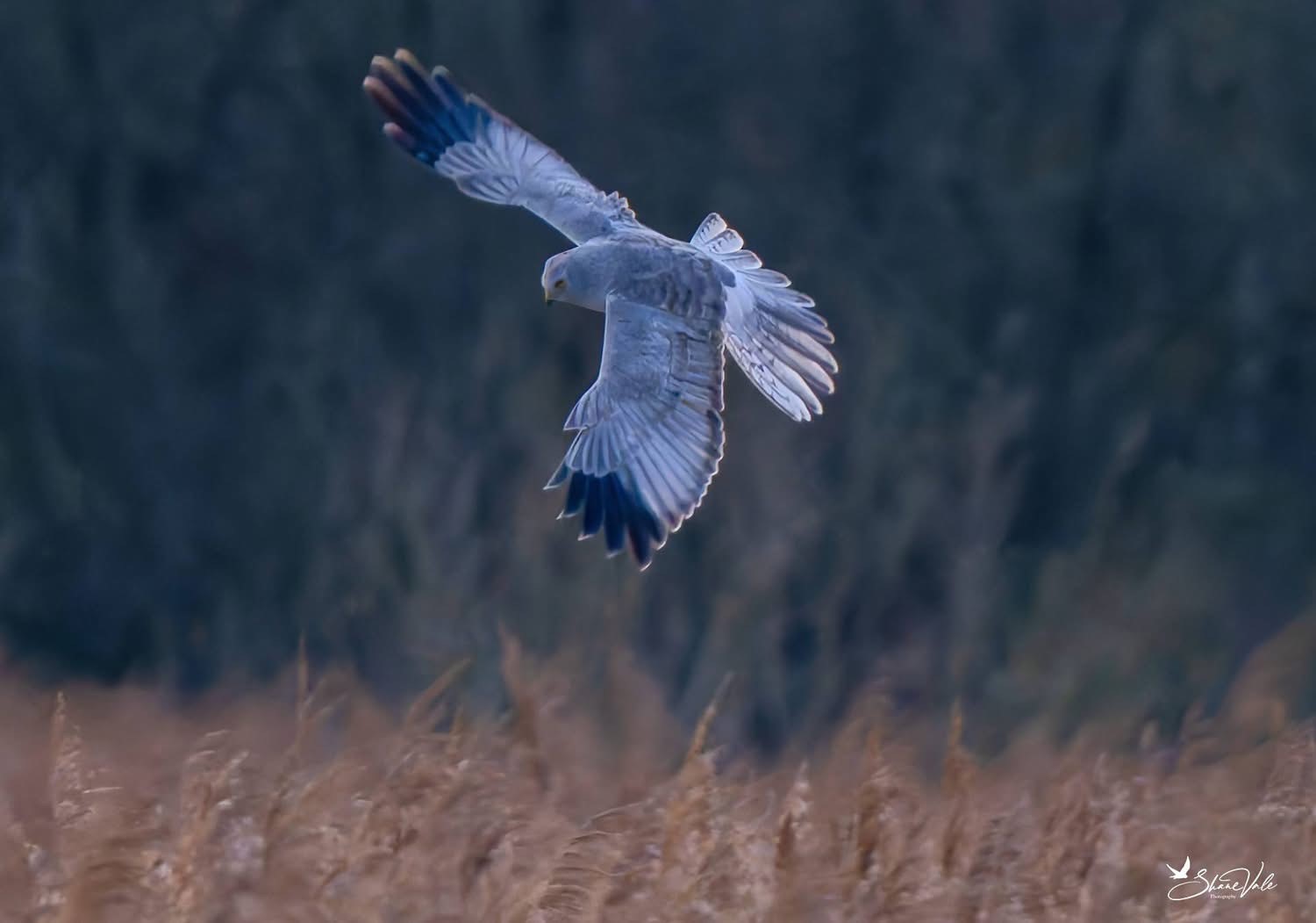 Hen Harrier Shane Vale