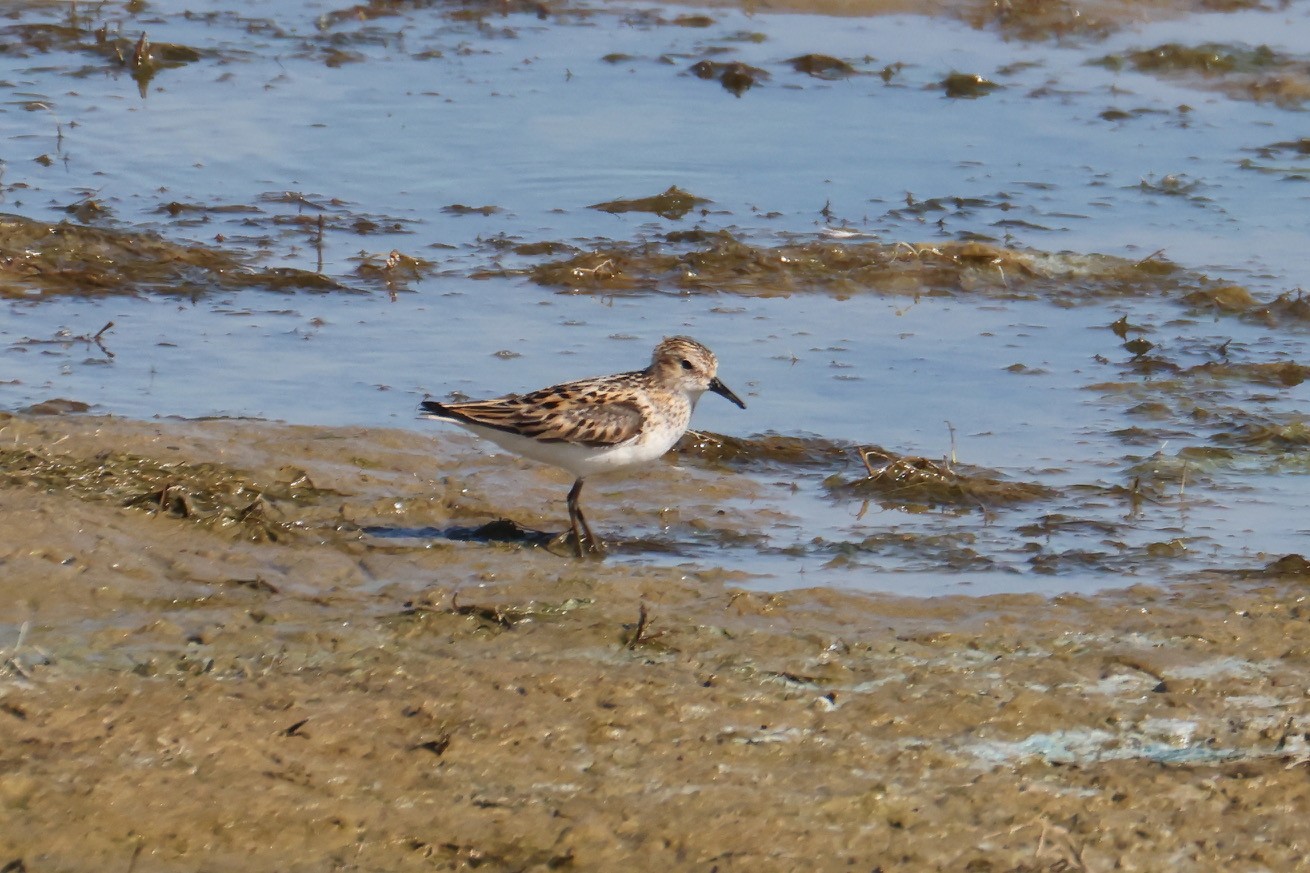 Little Stint Martin Casemore
