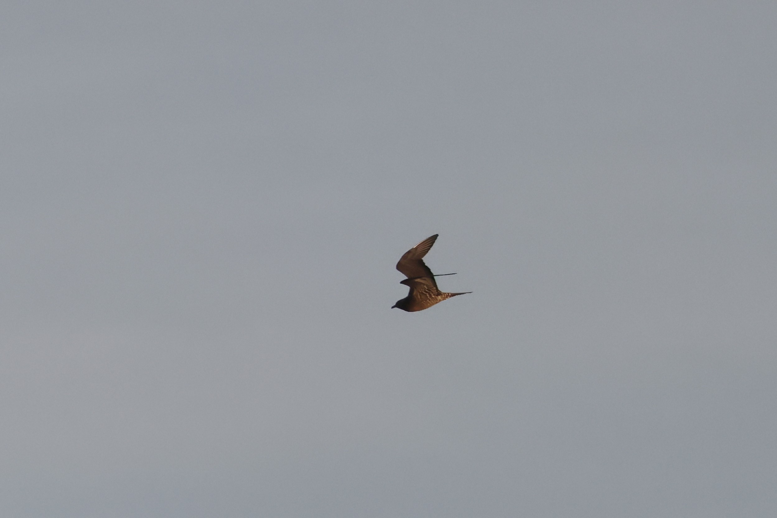 Long tailed Skua 2 Martin Casemore