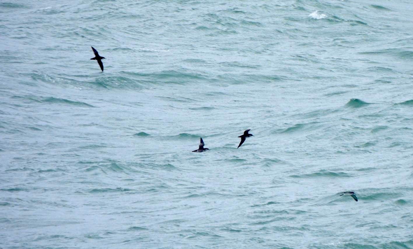 Manx Shearwater John Carnell