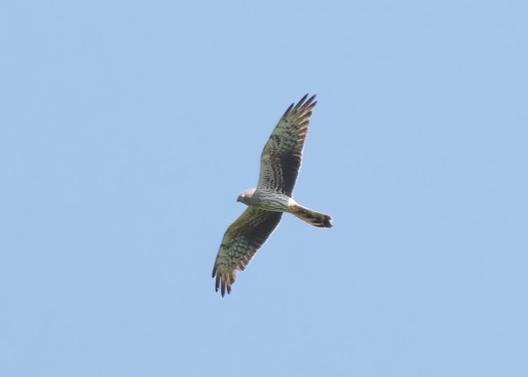 Montagues Harrier Mark Chidwick