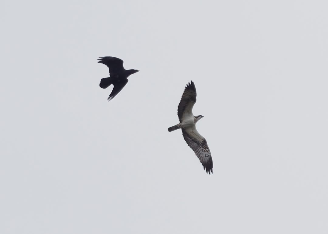 Osprey Mark Chidwick