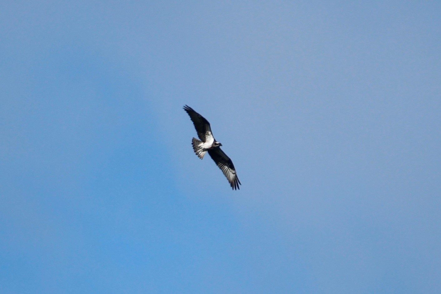 Osprey Peter Eerdmans