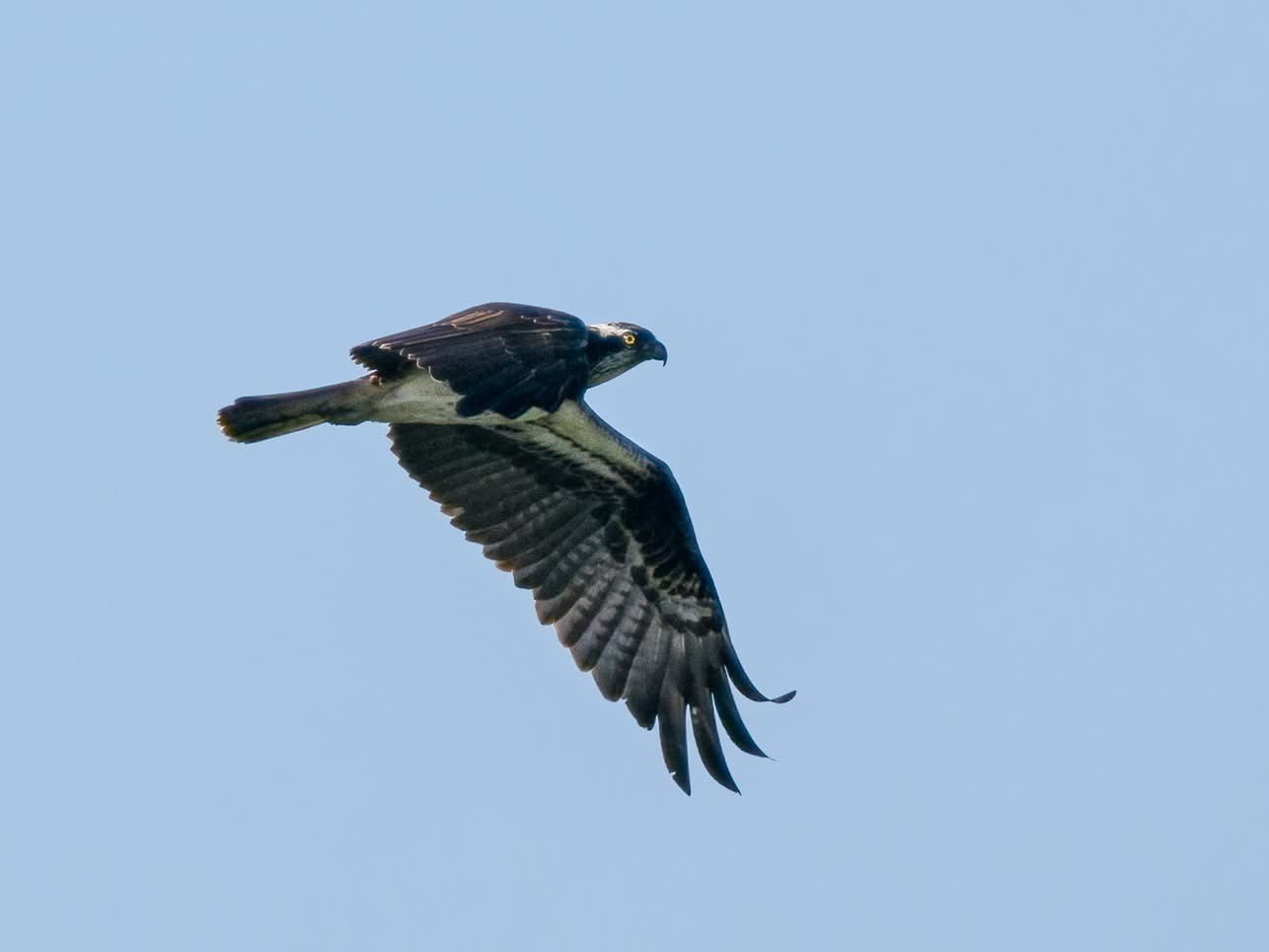Osprey Terry Laws