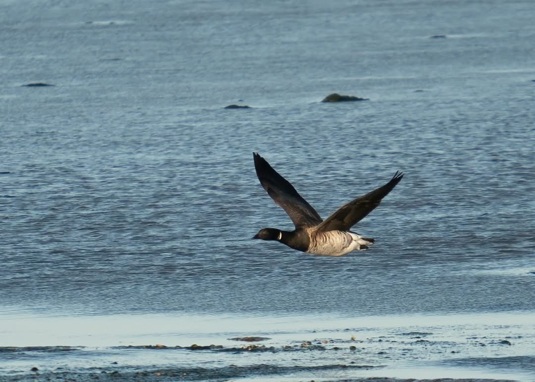 Pale bellied Brent Mark Chidwick