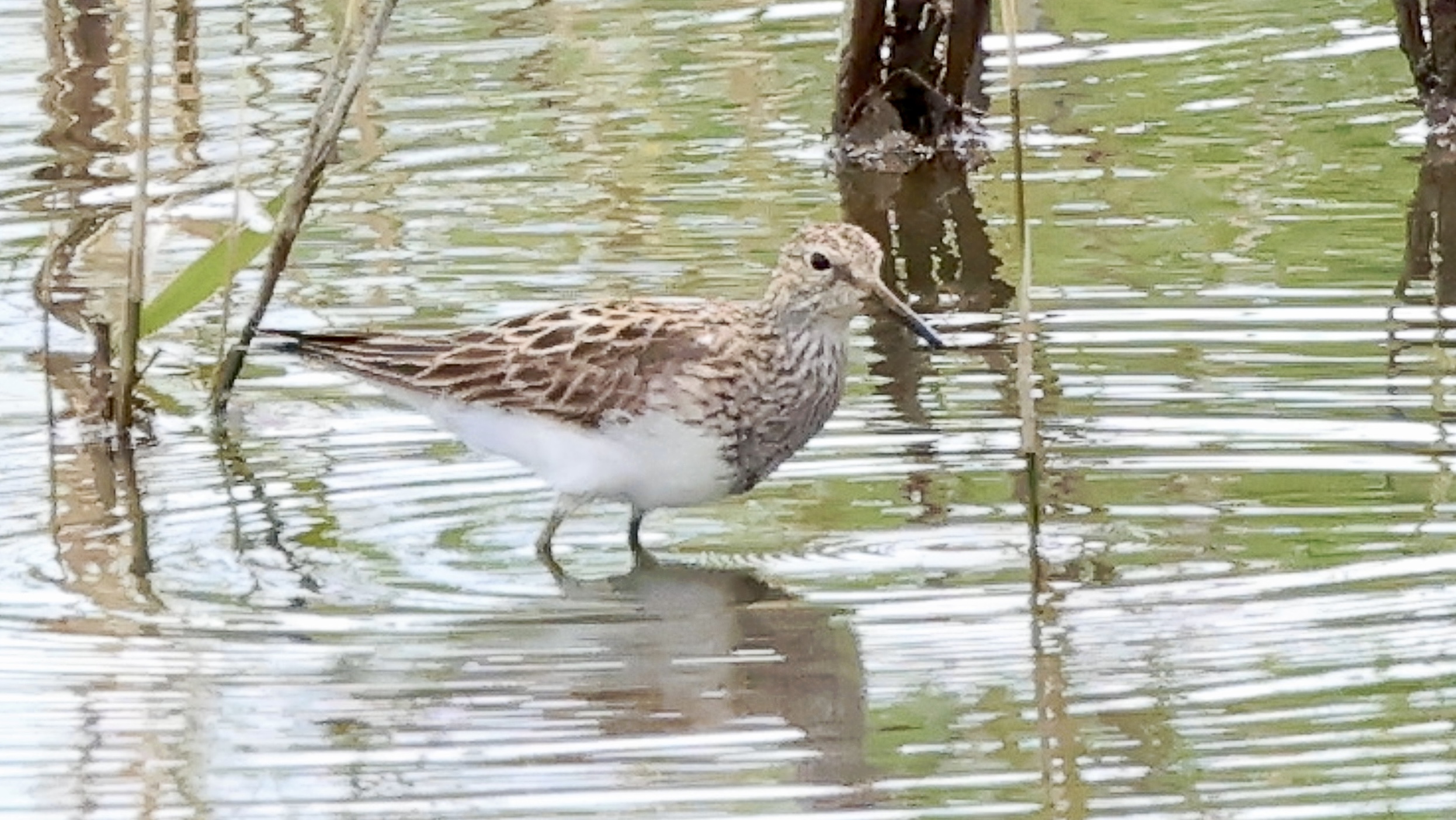 Pectoral Sandpiper Bruce Rolls
