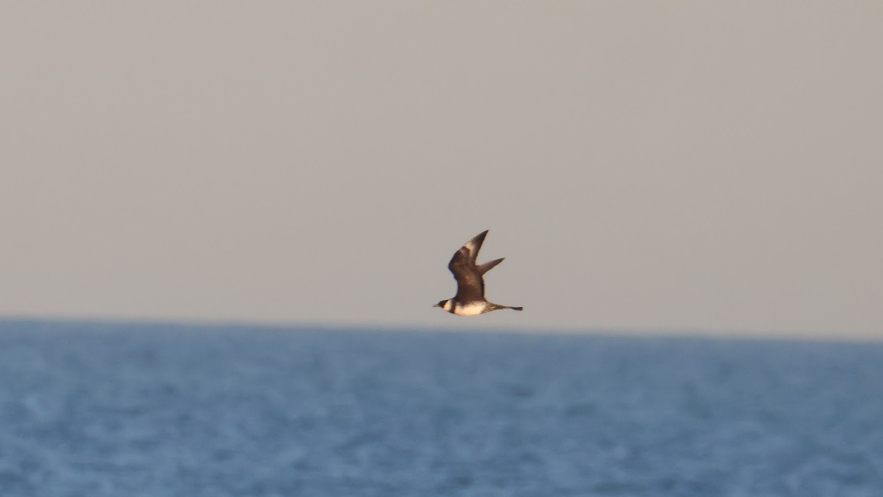 Pomarine Skua Martin Casemore
