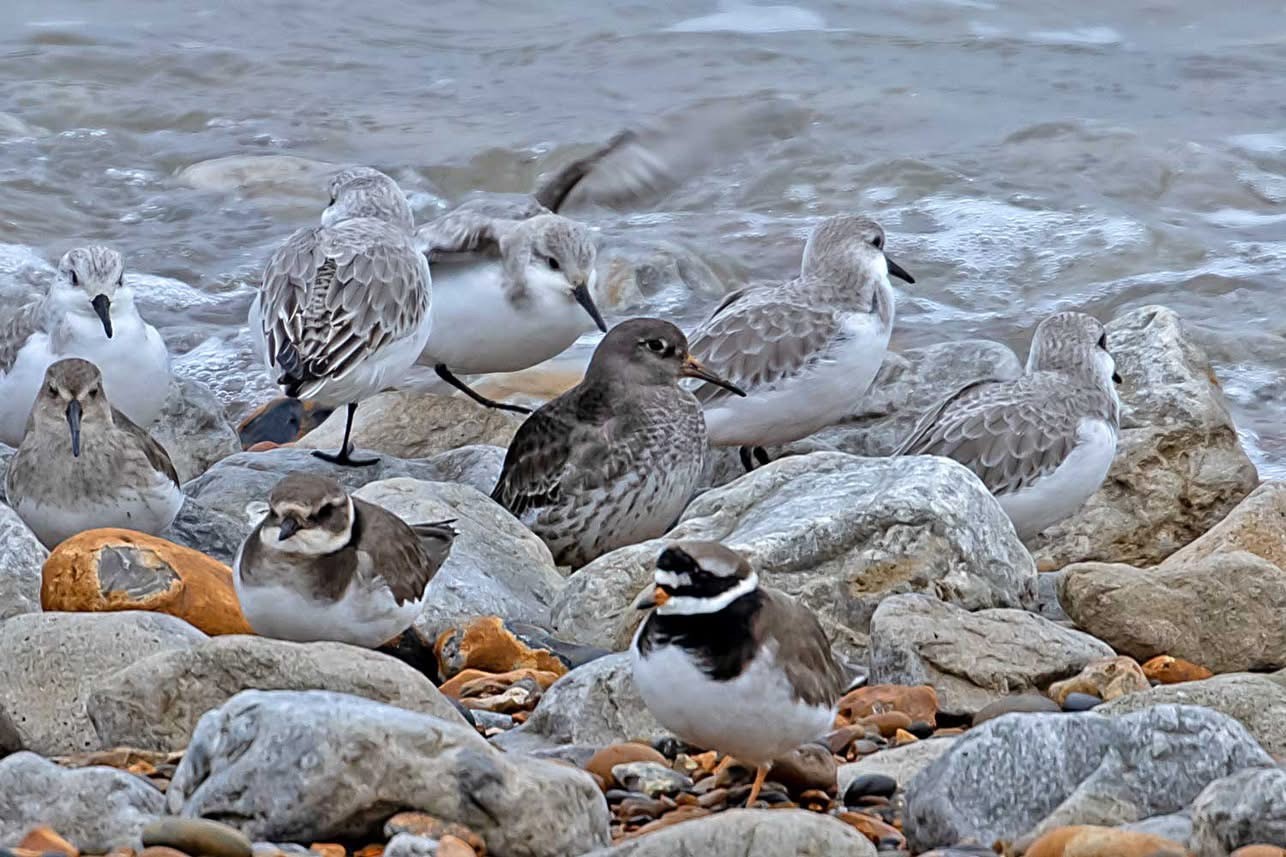 Purple Sandpiper Peter Maton