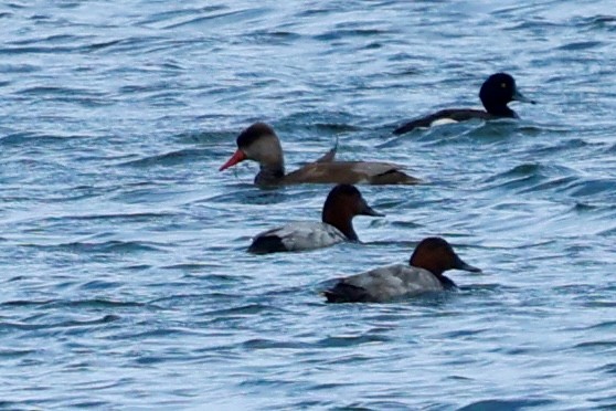 Red crested Pochard Peter Eerdmans