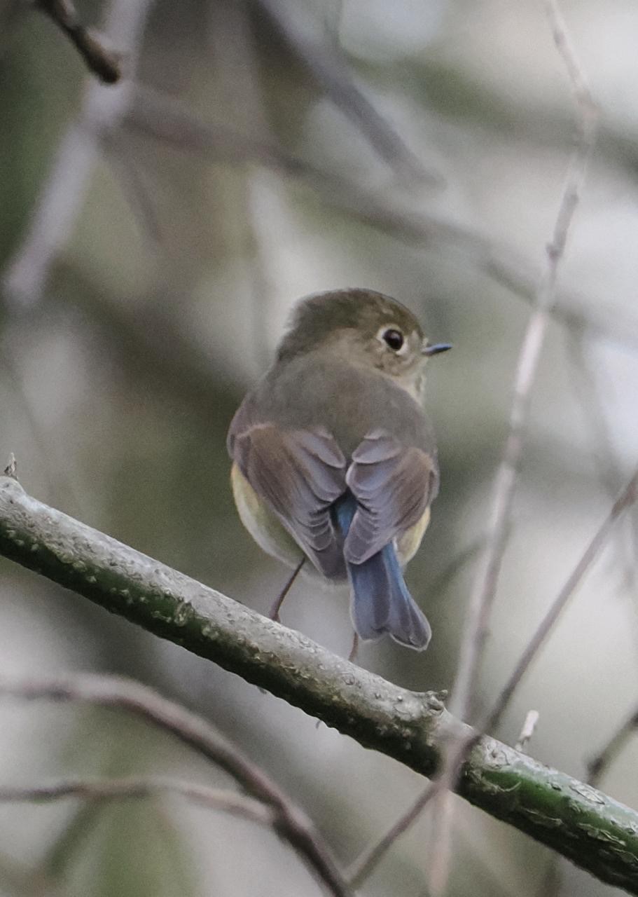 Red flanked Bluetail Lousie Kahan