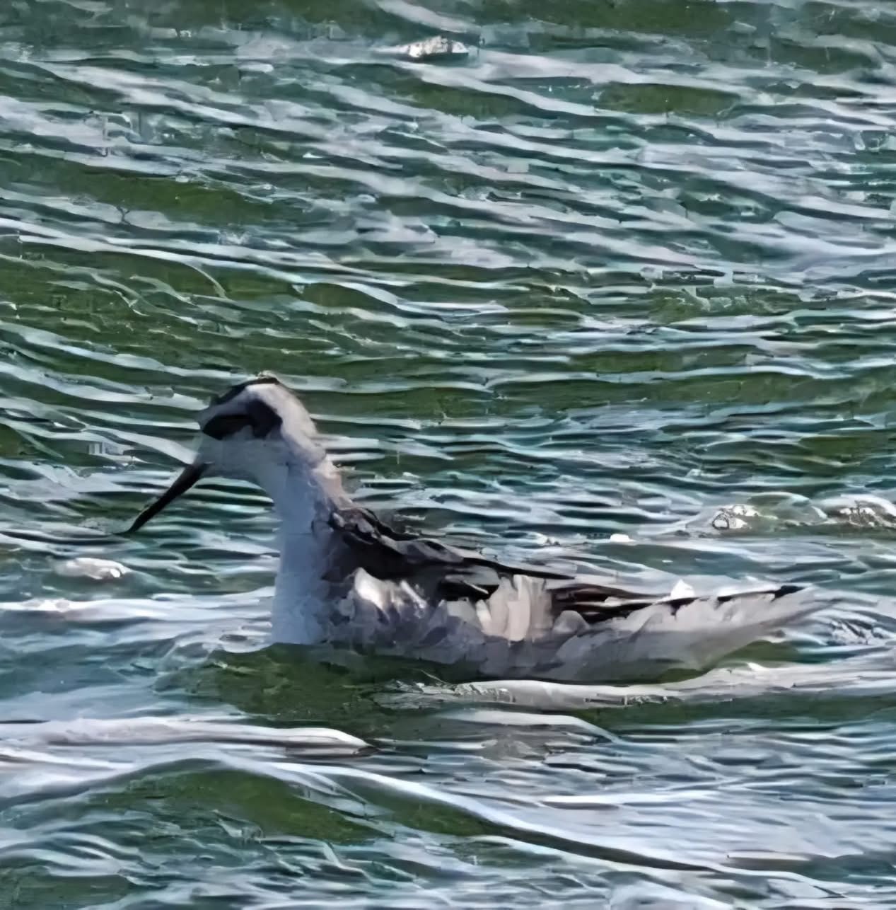 Red necked Phalarope David Todd