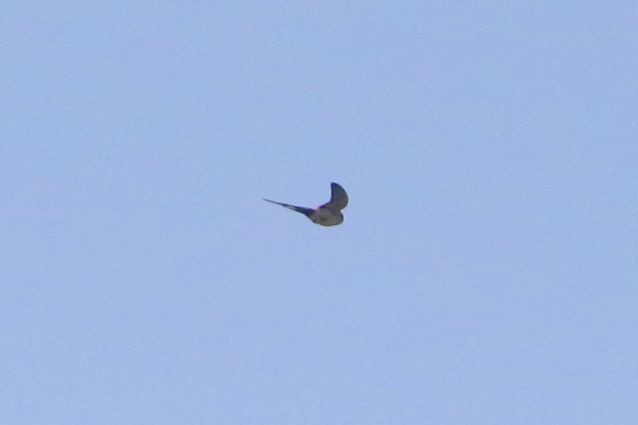 Red rumped Swallow Jamie Partridge