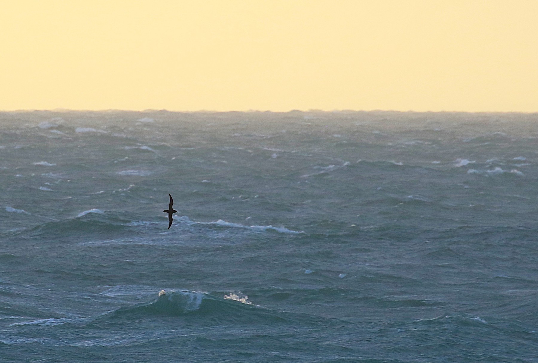 Sooty Shearwater Sean Clancy