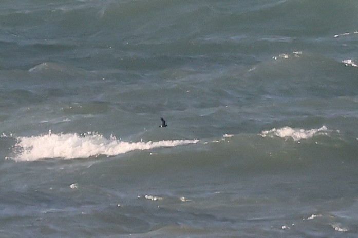 Storm Petrel Martin Casemore