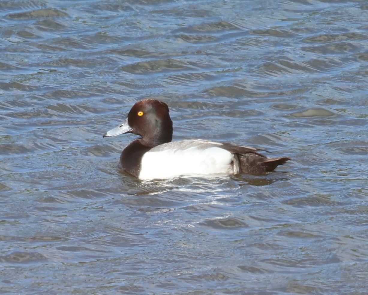 Tufted Duck x Pochard Peter Eerdmans