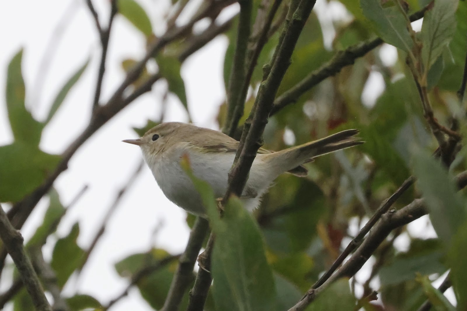 Western Bonellis Warbler Martin Casemore