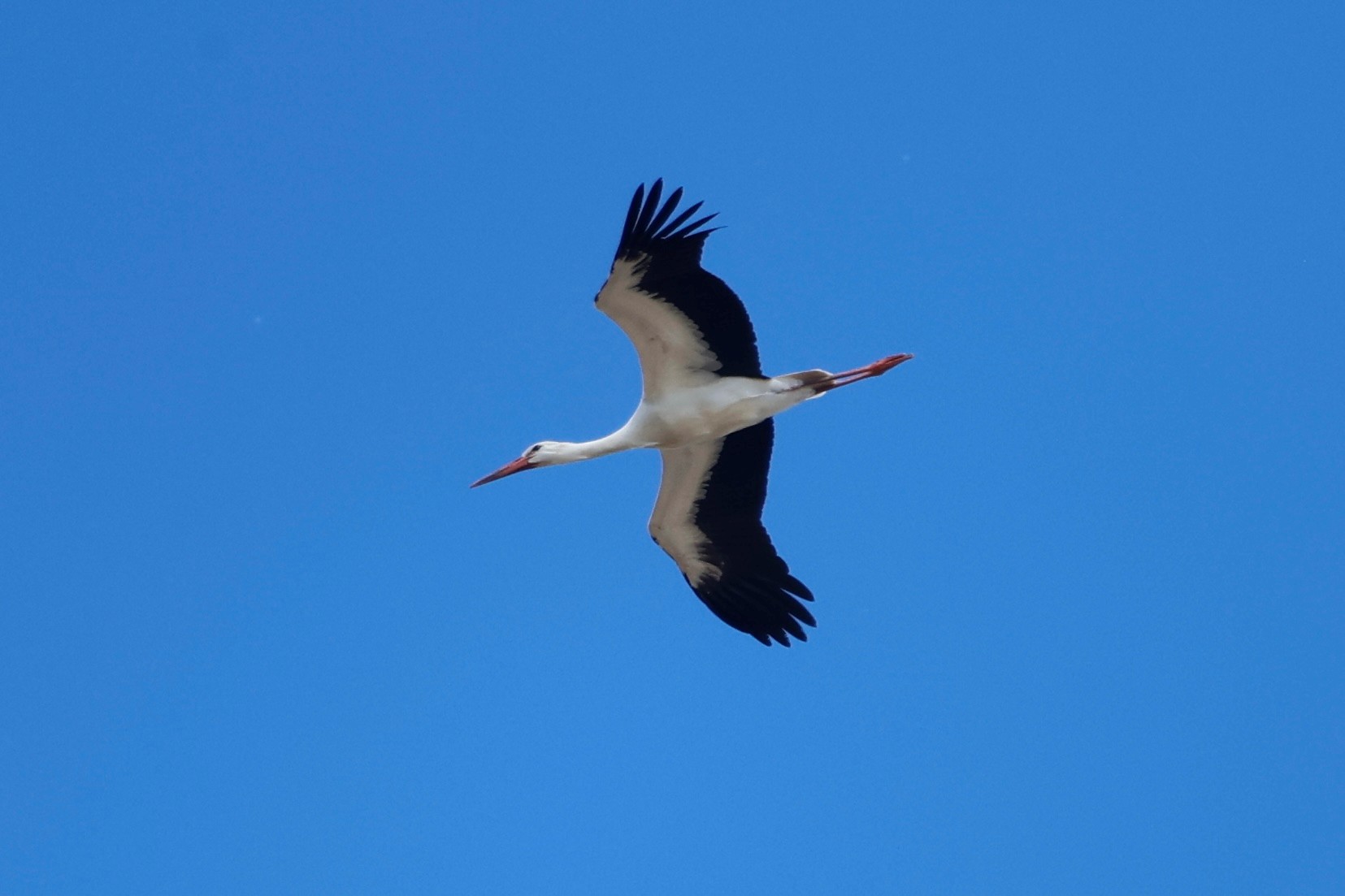 White Stork Peter Eerdmans