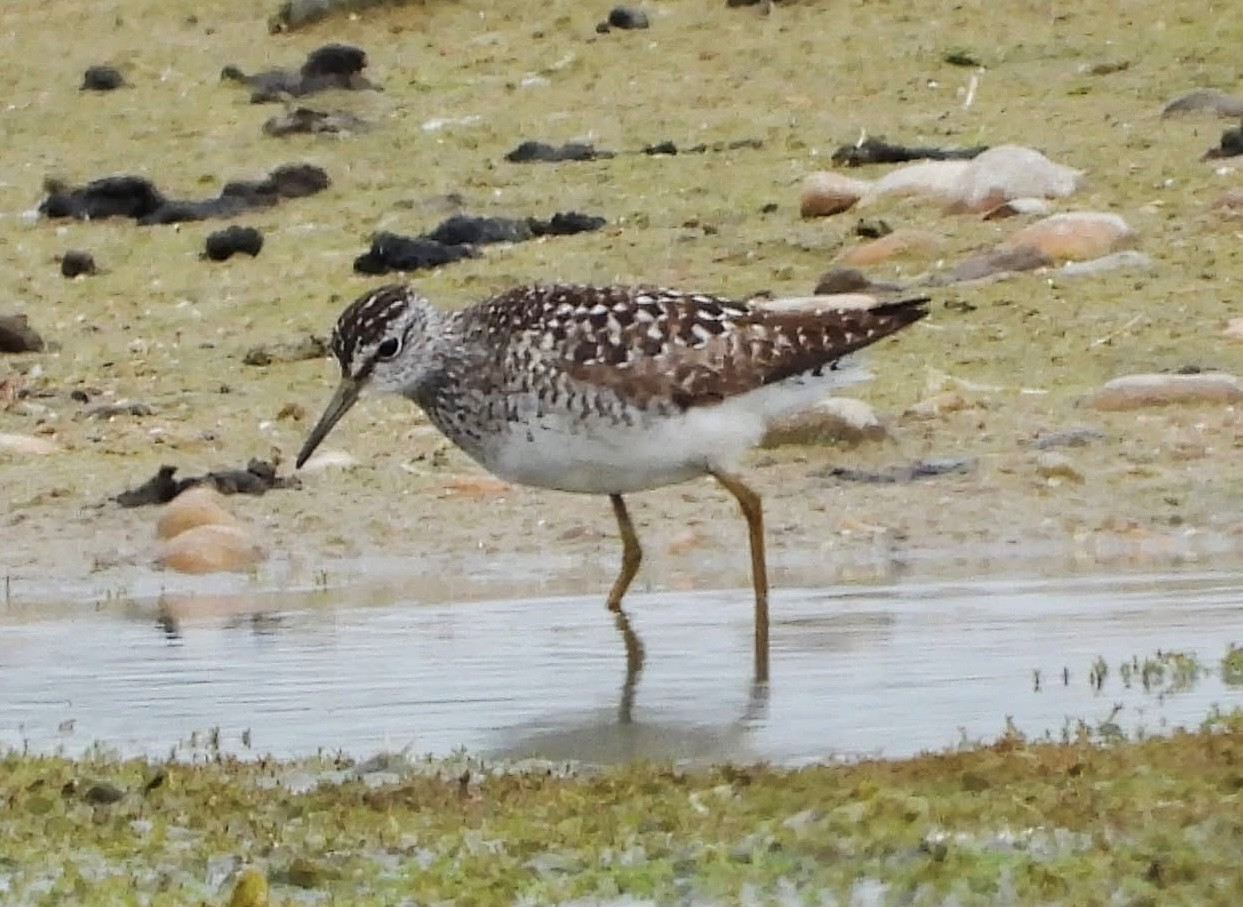 Wood Sandpiper Michael Linklater