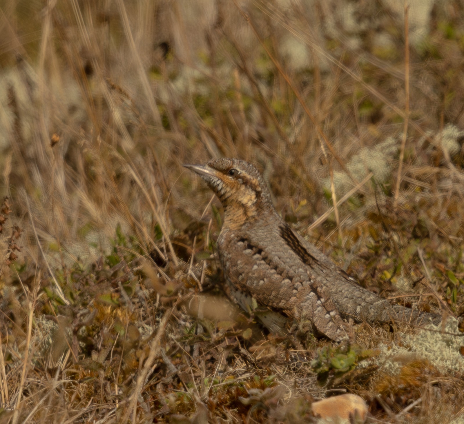 Wryneck_-_Evan_Atkinson