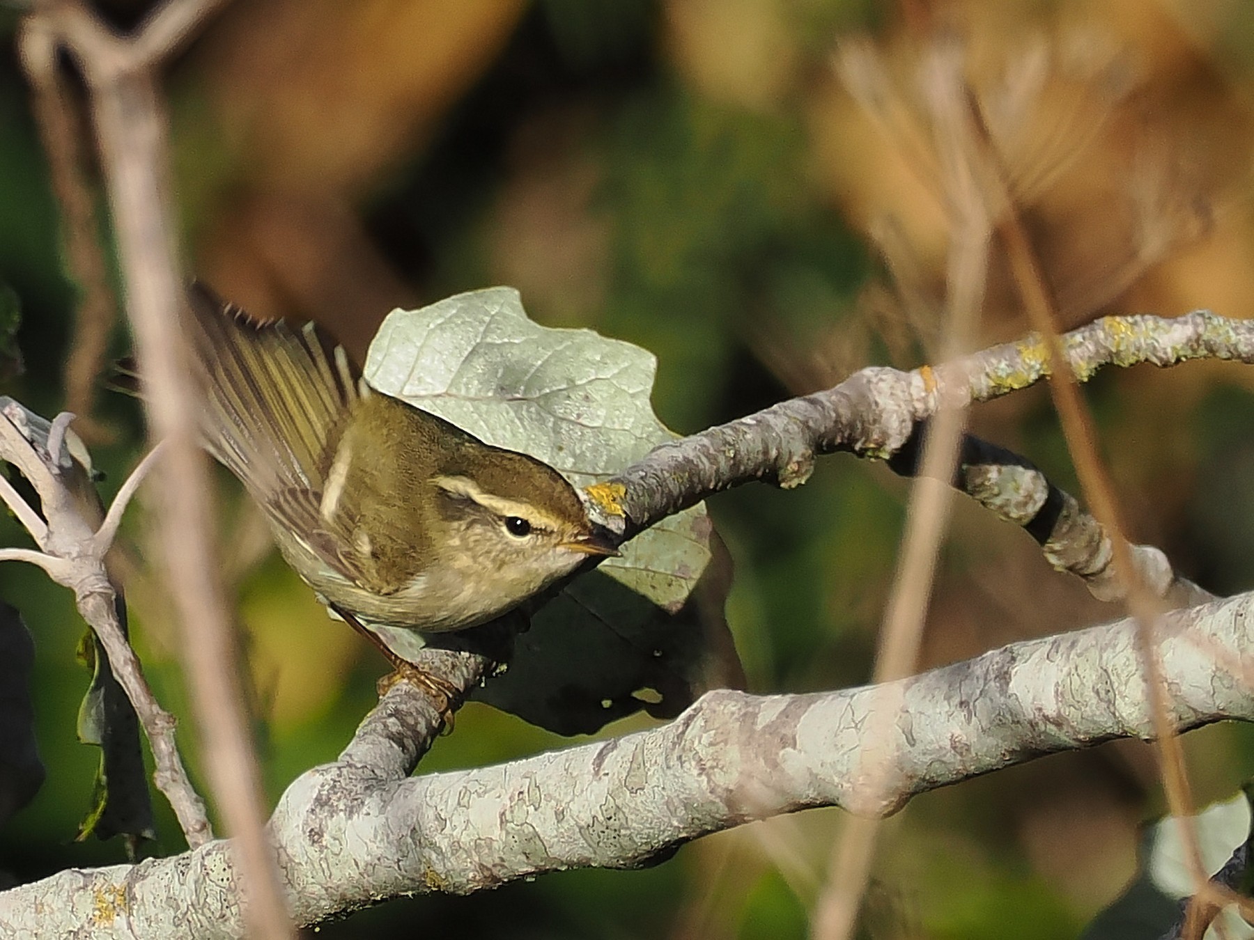 Yellow browed Warbler Andy Taylor