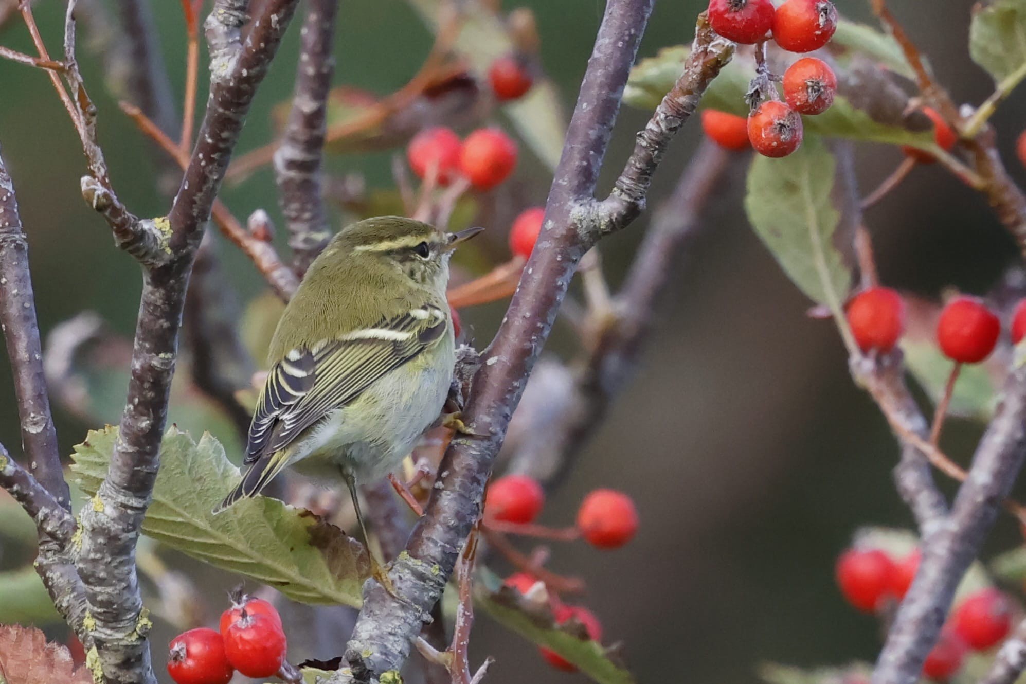 Yellow browed Warbler Nigel Jarman