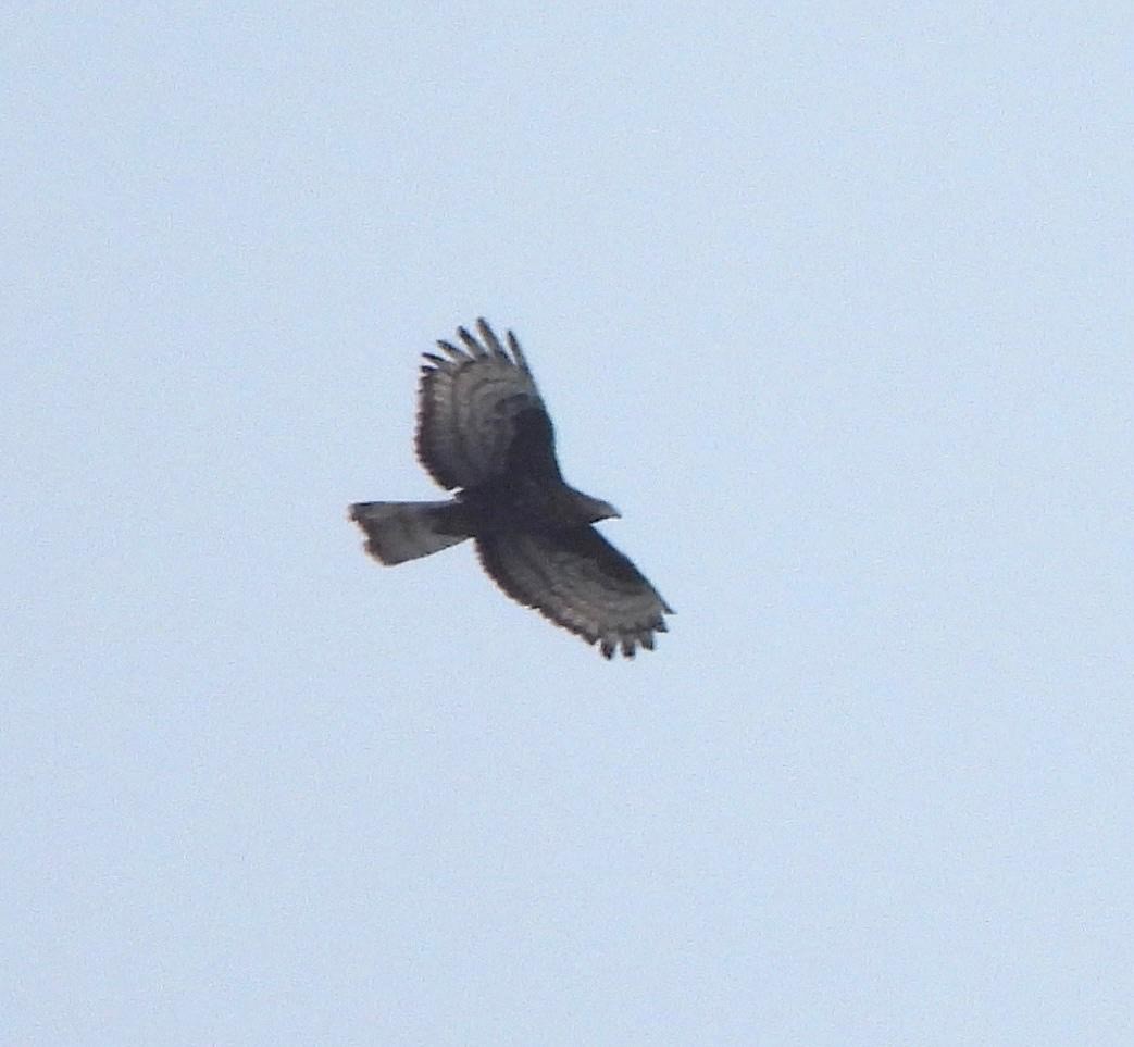 honey Buzzard john Carnell