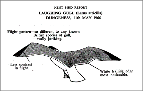 LaughingGull