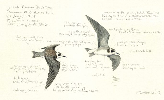 American Black Tern Stephen Message