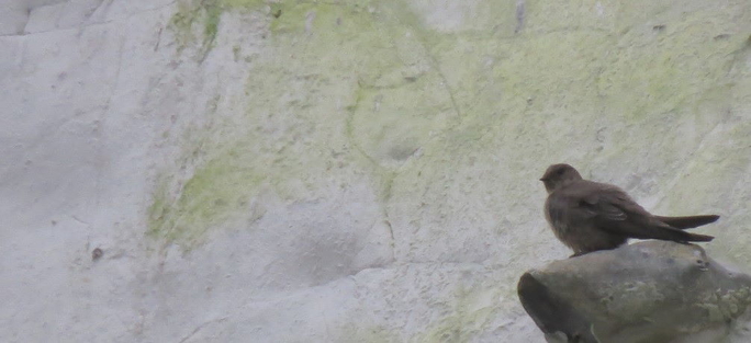 Crag Martin Nigel Jarman 2020 11 21